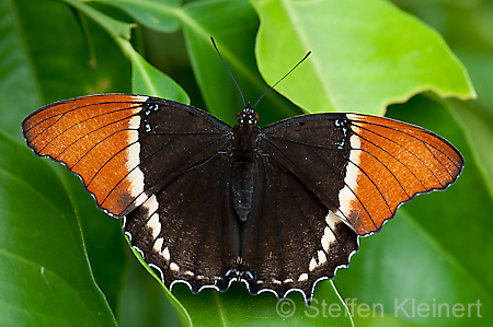 202 Schokoladenfalter - Siproeta epaphus